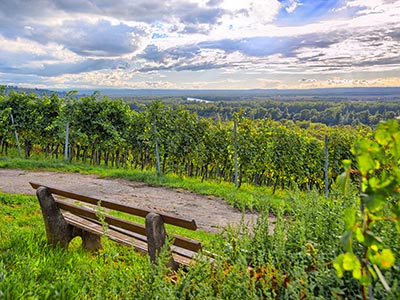 Spaziergang durch die Rebberge