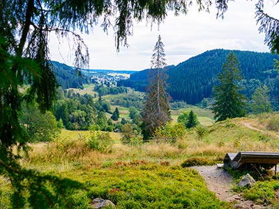 Idyllische Wanderwege im Schwarzwald